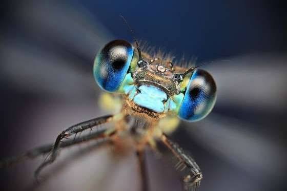 This image is used to describe Macro photography. 